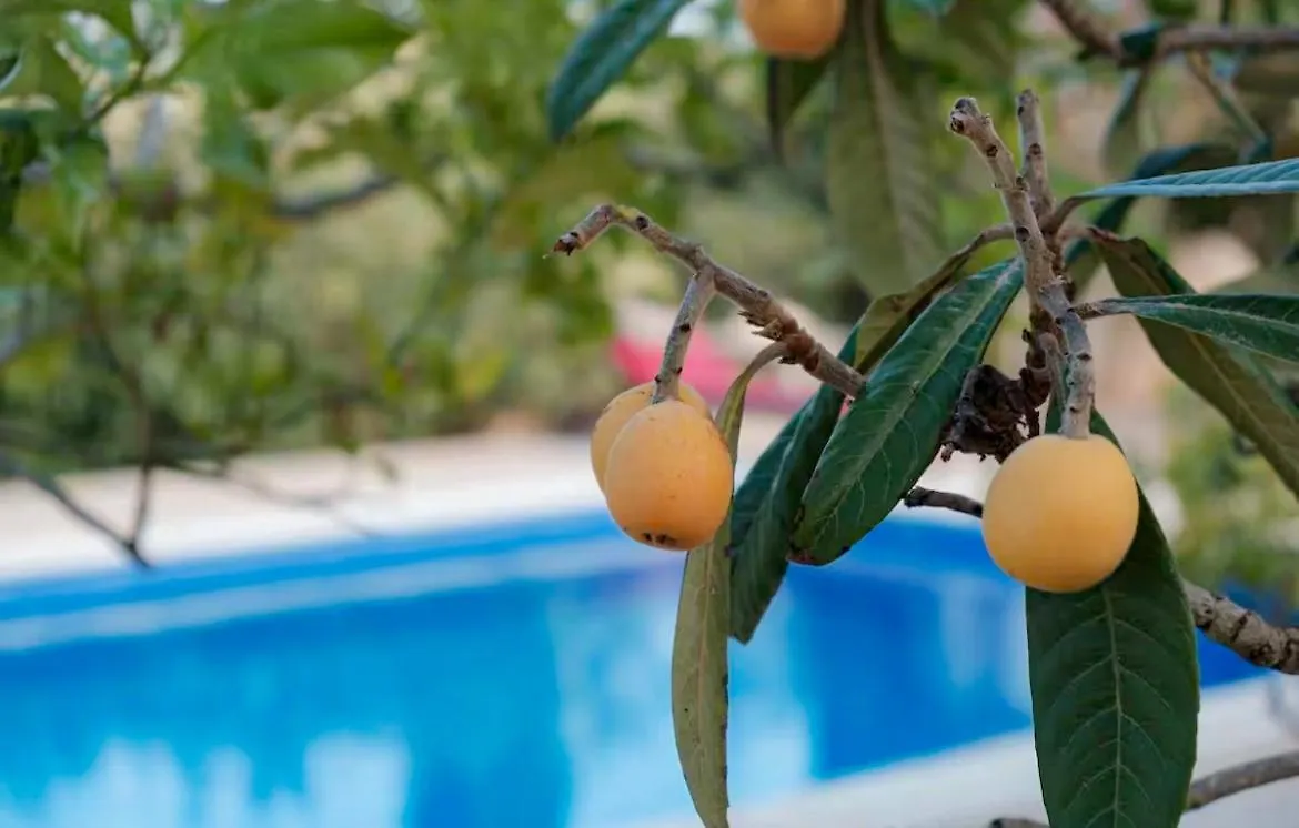 Finca Can Rosa Ibiza, Private Pool, 10 Minutes From The Beach Santa Gertrudis  0*, Santa Gertrudis (Ibiza) Spagna
